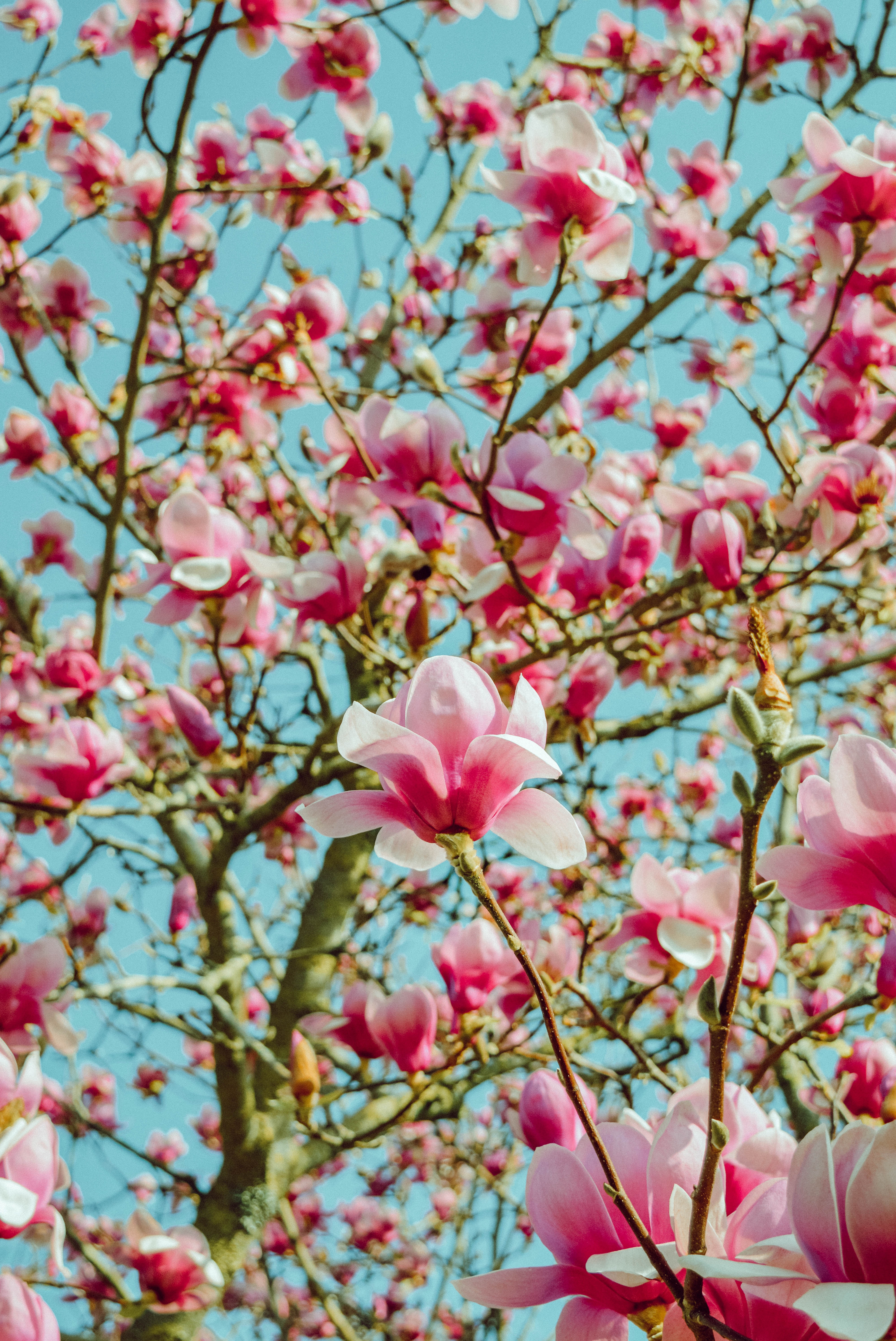 Magnolie