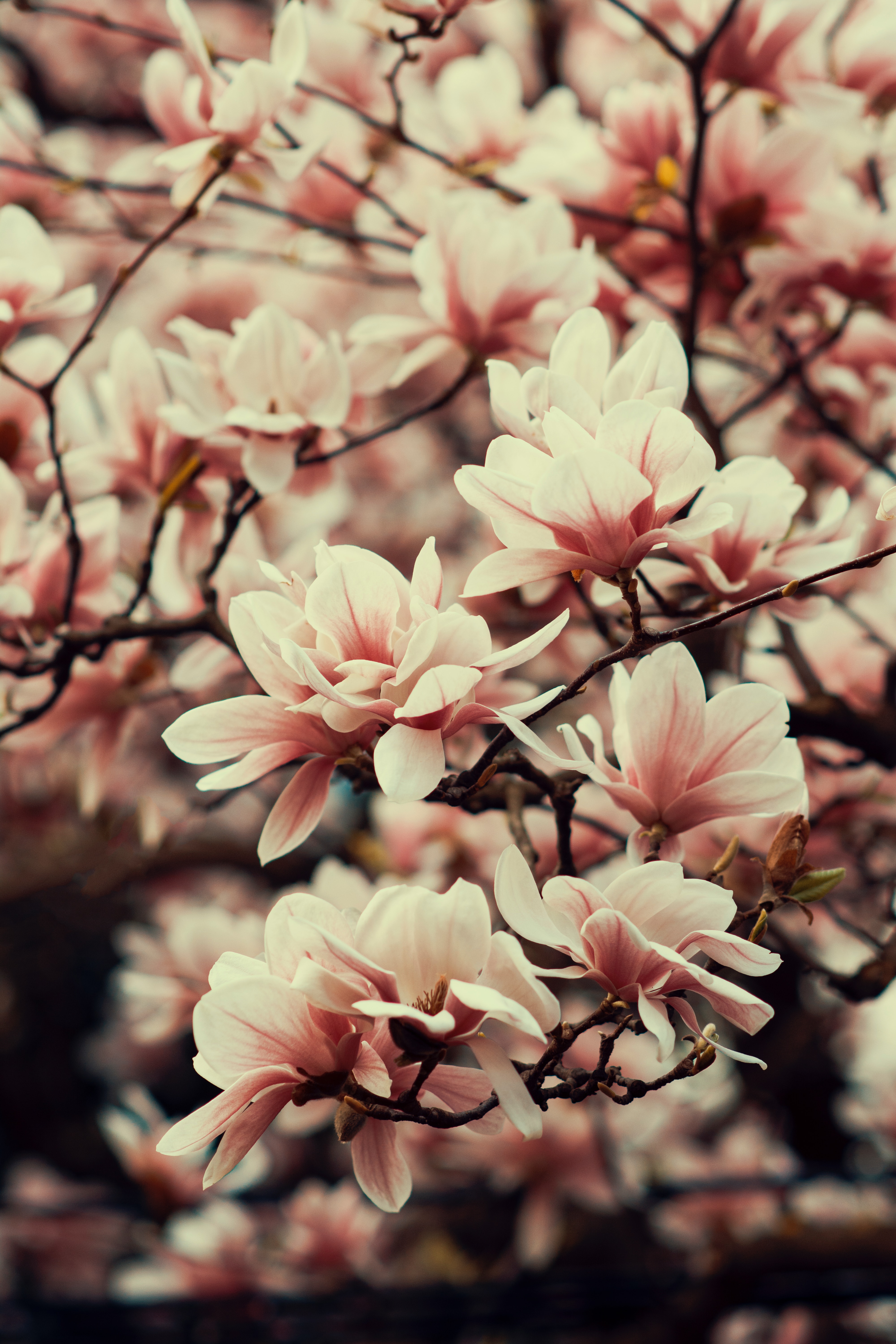 Magnolie